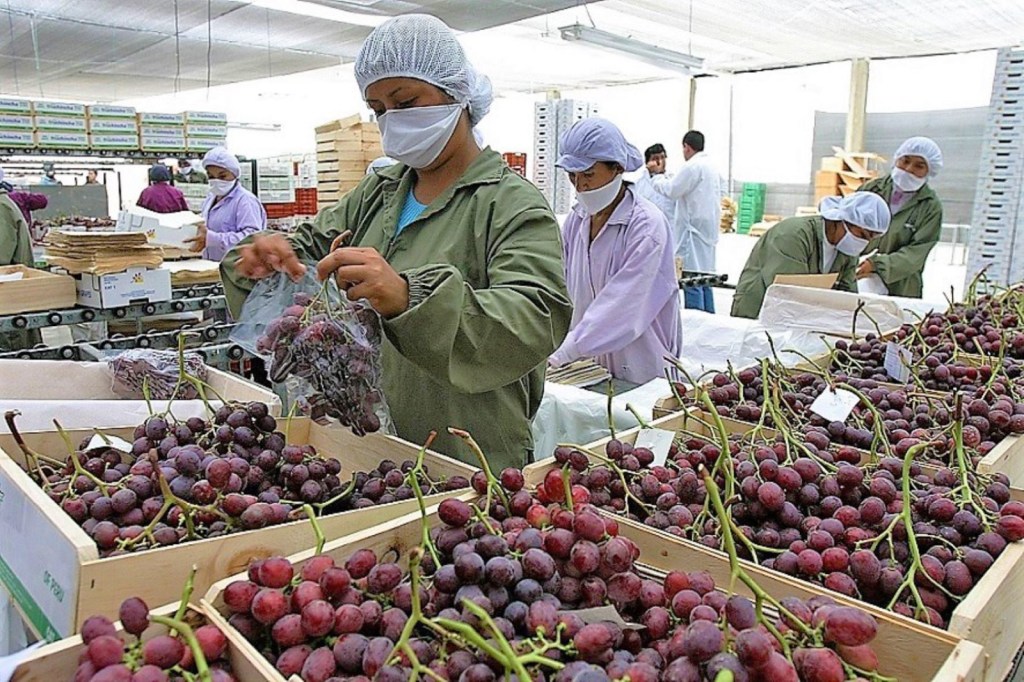 Agroexportaciones peruanas superan los US$ 13,300 millones en los primeros 11 meses del 2025 