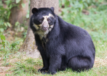 Perú lanza campaña digital para recaudar fondos y proteger al oso de&nbsp;anteojos